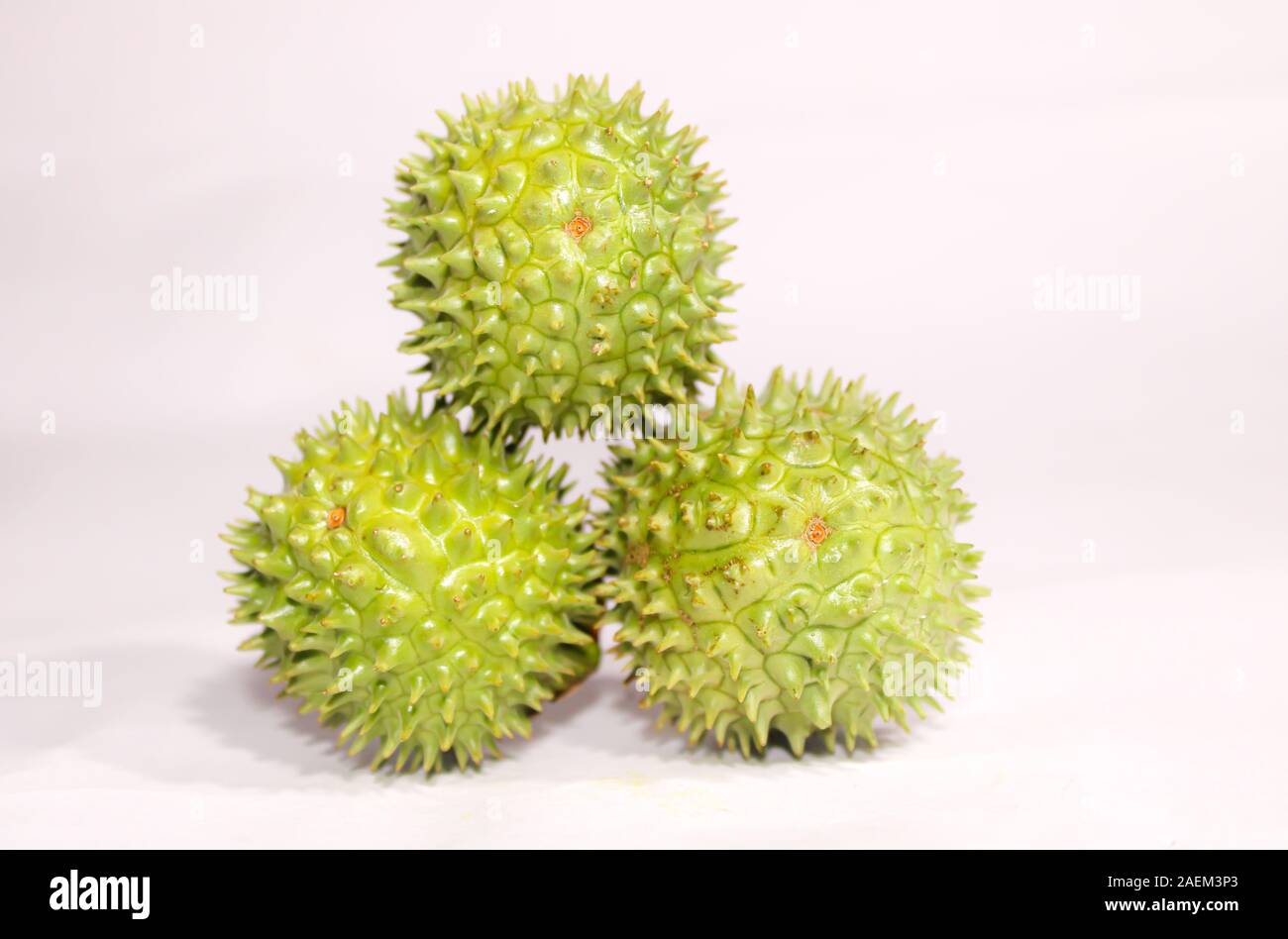 Eine grüne Natur multi Thorn mit unterschiedlichen Anzeigen Stockfoto