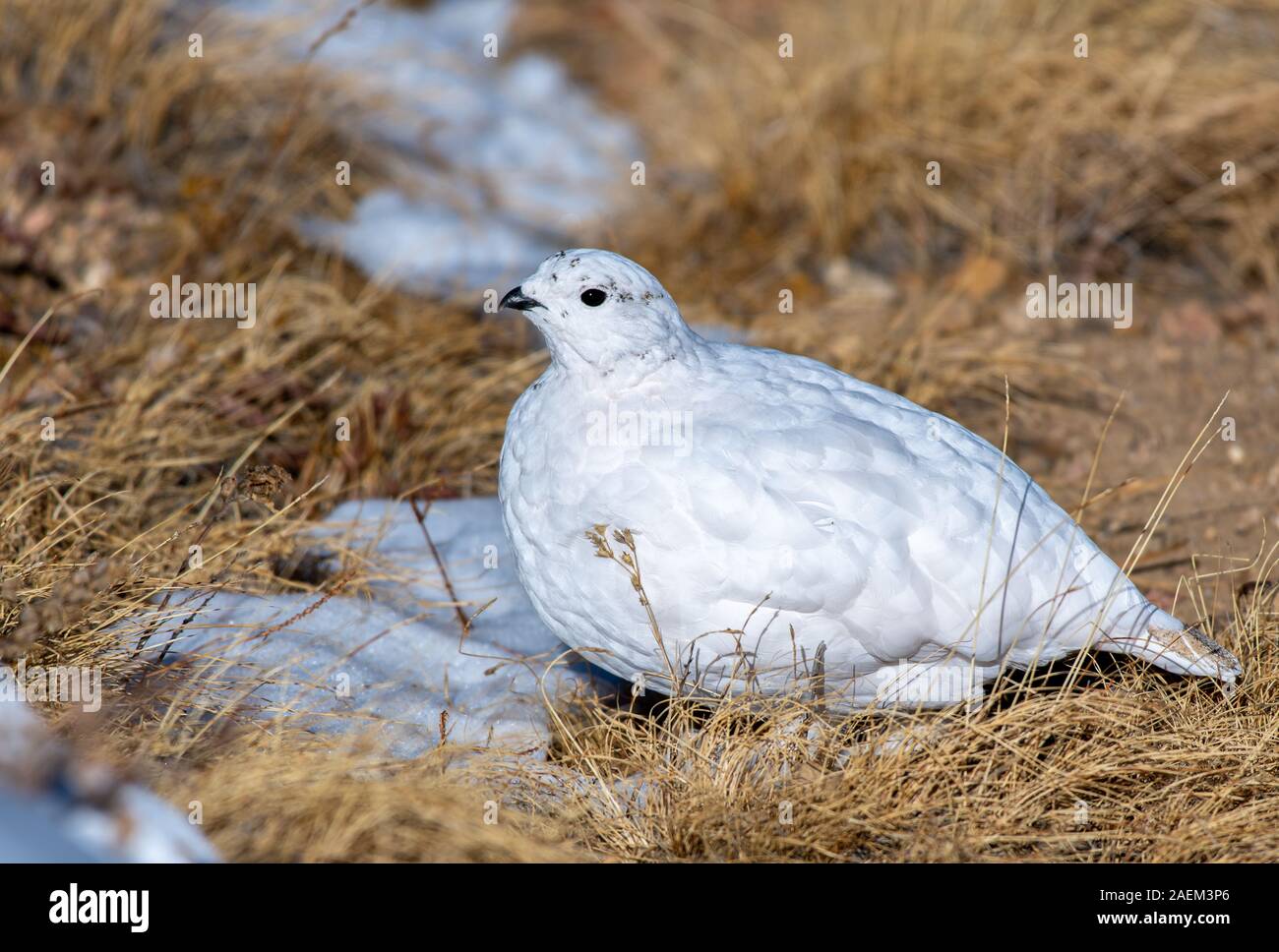 Weiß - Ptarmigan in einer verschneiten Alm tailed Stockfoto