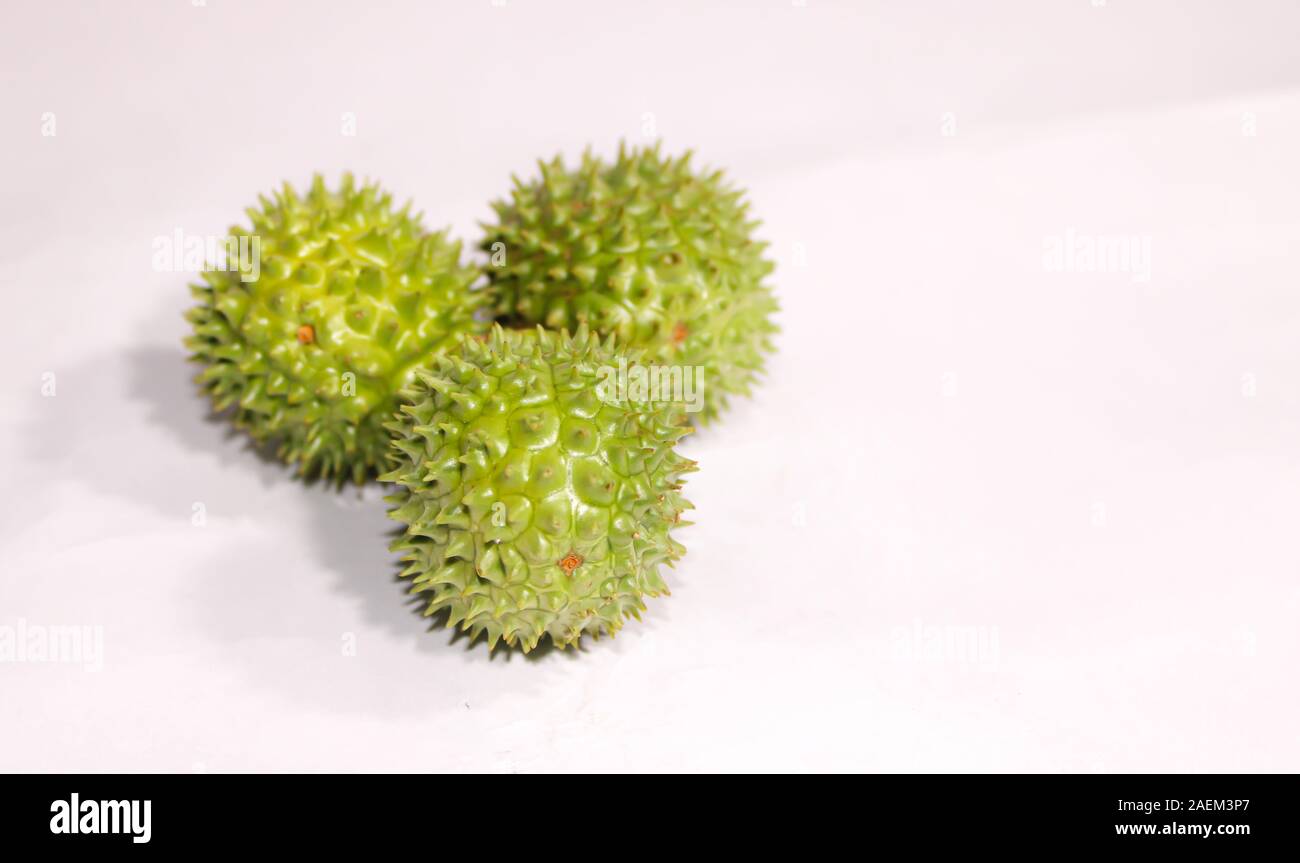 Eine grüne Natur multi Thorn mit unterschiedlichen Anzeigen Stockfoto