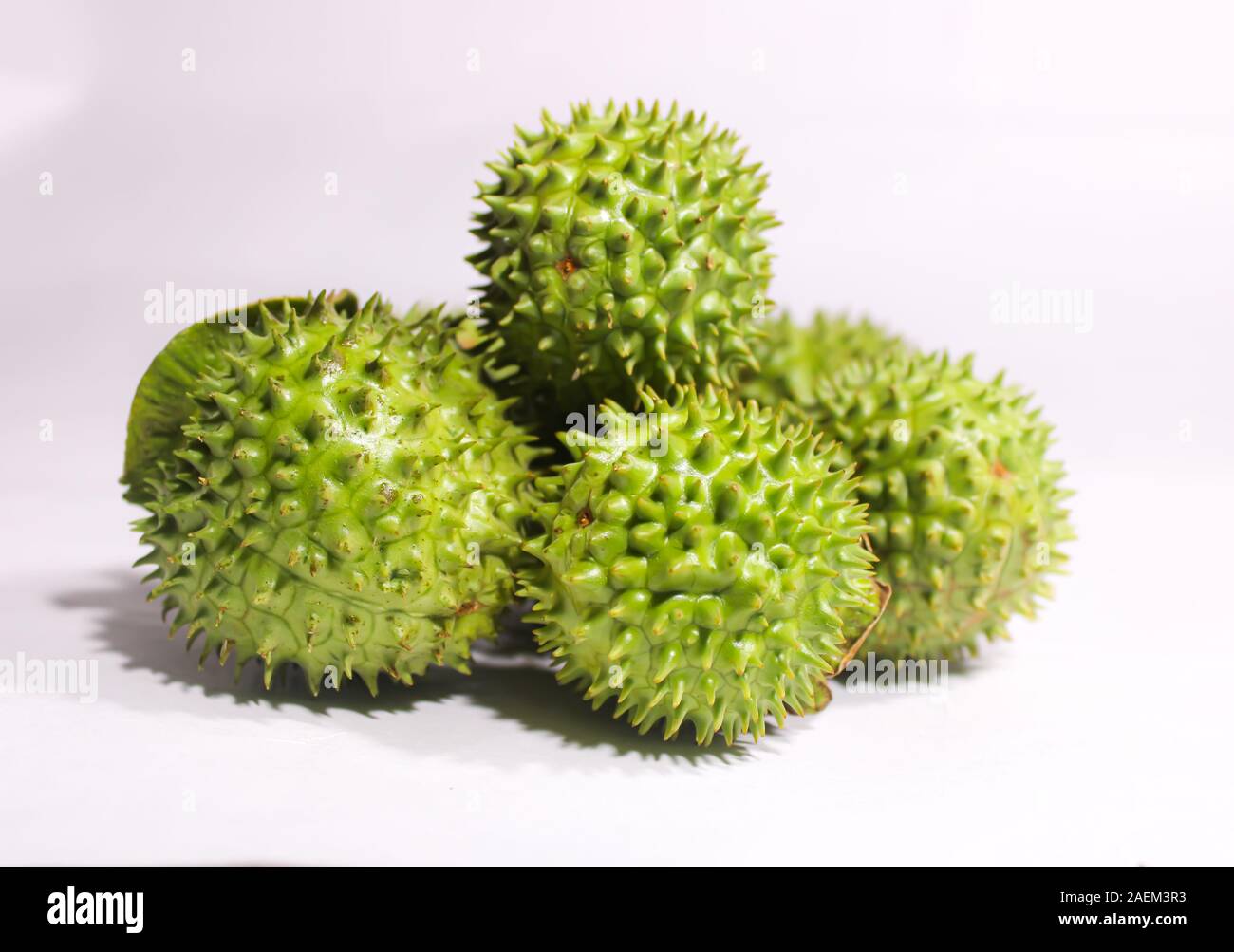 Eine grüne Natur multi Thorn mit unterschiedlichen Anzeigen Stockfoto