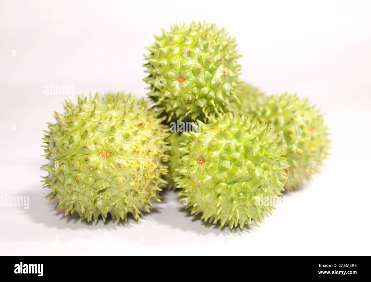 Eine grüne Natur multi Thorn mit unterschiedlichen Anzeigen Stockfoto