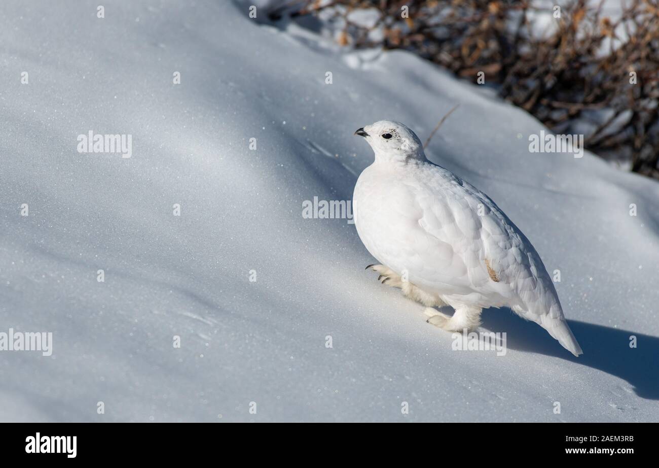 Weiß - Ptarmigan in einer verschneiten Alm tailed Stockfoto