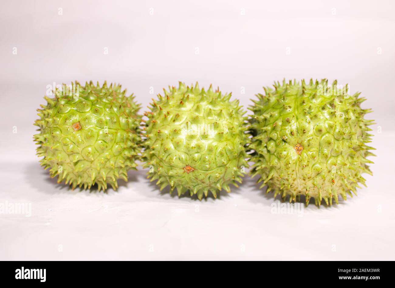 Eine grüne Natur multi Thorn mit unterschiedlichen Anzeigen Stockfoto