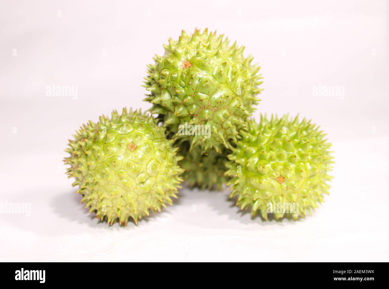 Eine grüne Natur multi Thorn mit unterschiedlichen Anzeigen Stockfoto