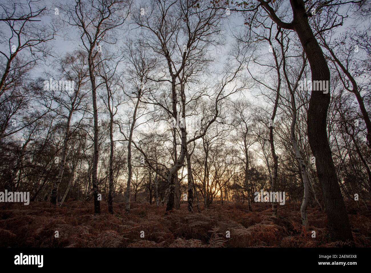 Sun Einstellung durch einen Wald im Winter Stockfoto