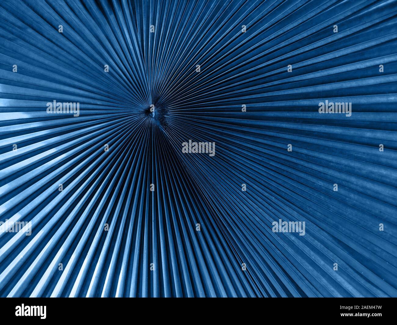 Kreative und Moody Farbe blau Laub natürlichen Blumen Blatt Textur Hintergrund. Stockfoto