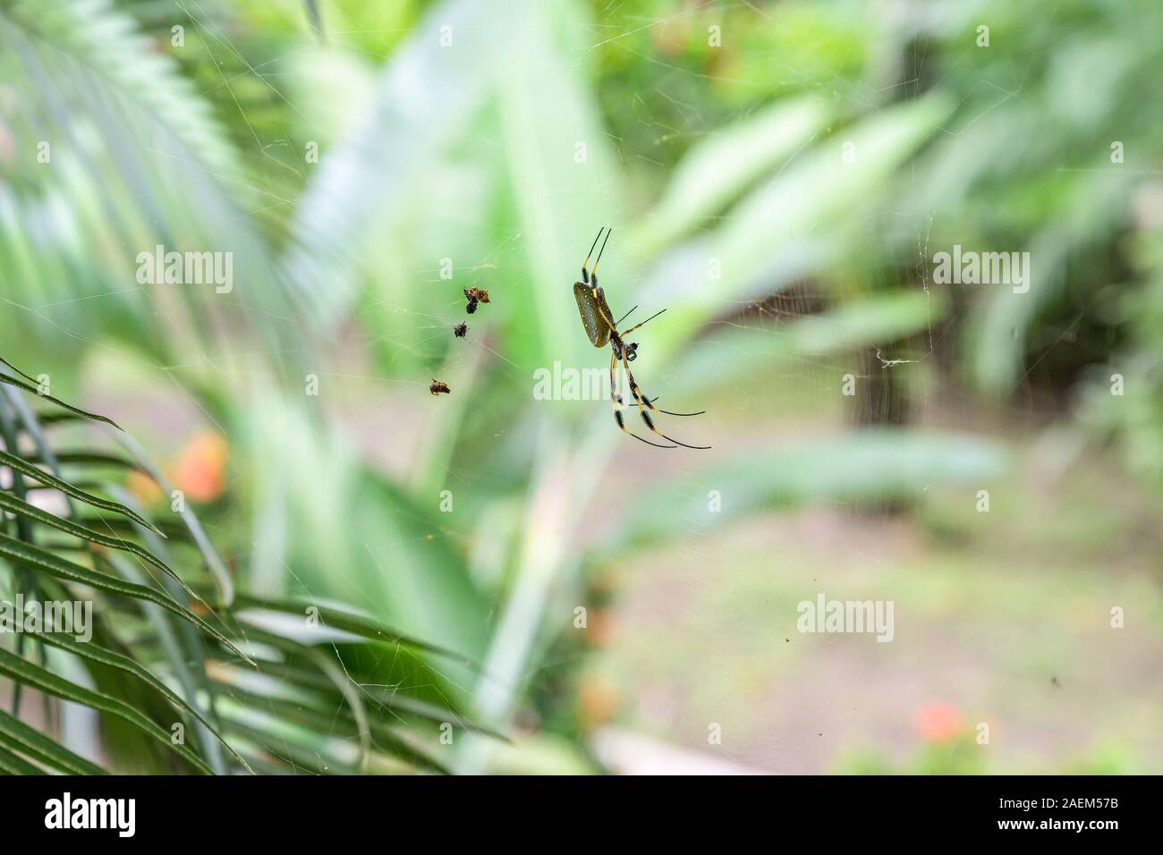 Golden Orb Spinne im Netz in dem berühmten Nationalpark Tortuguero Costa Rica. Stockfoto