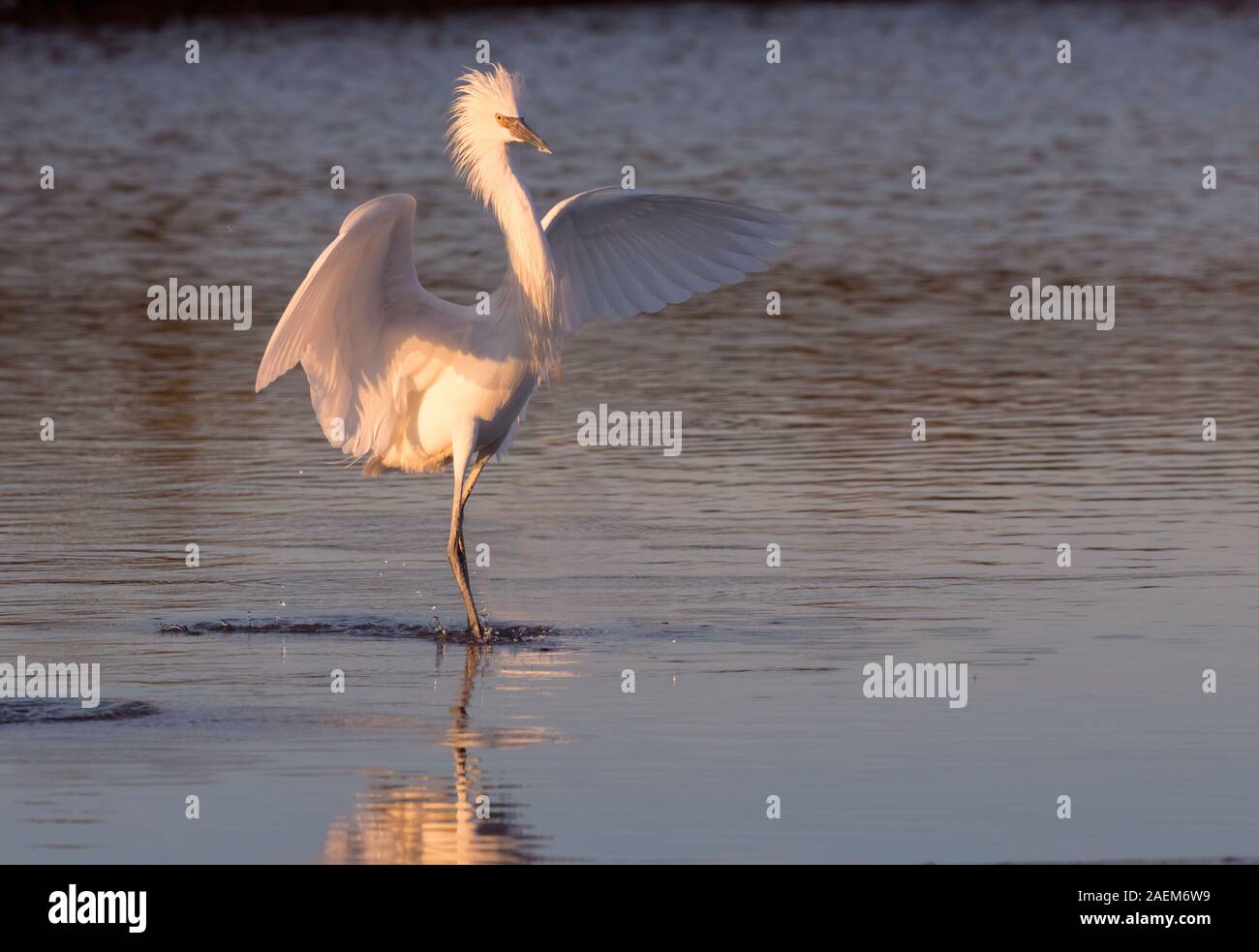 White Morph der rötlichen Seidenreiher (Egretta rufescens) Angeln im Licht der untergehenden Sonne Stockfoto