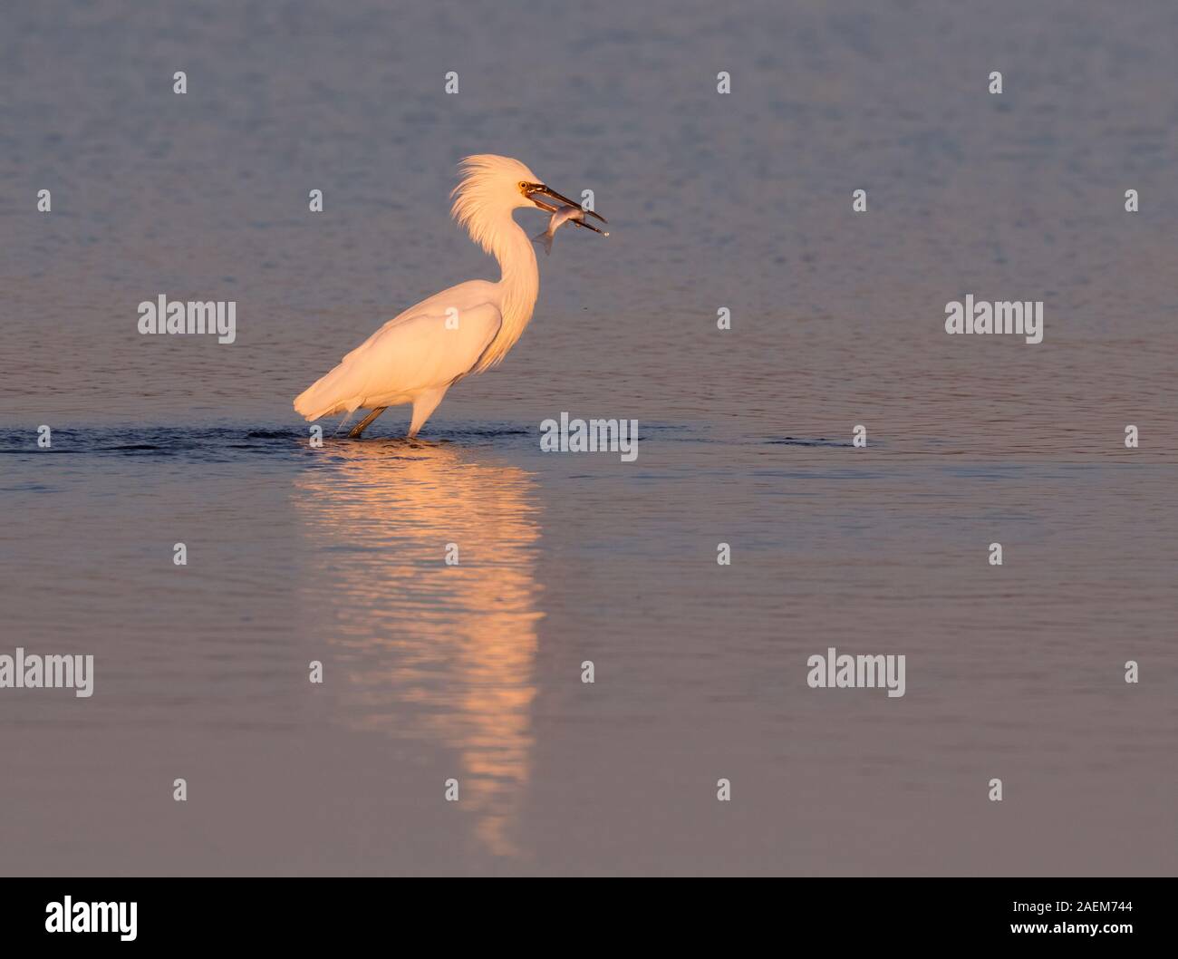 White Morph der rötlichen Seidenreiher (Egretta rufescens) Angeln im Licht der untergehenden Sonne Stockfoto