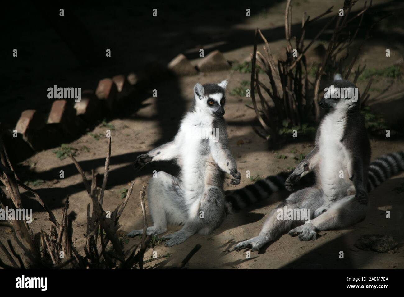 Zwei Kattas genießen Sie Sonnenschein in der Beijing Zoo in Peking, China, 31. Oktober 2019. Stockfoto