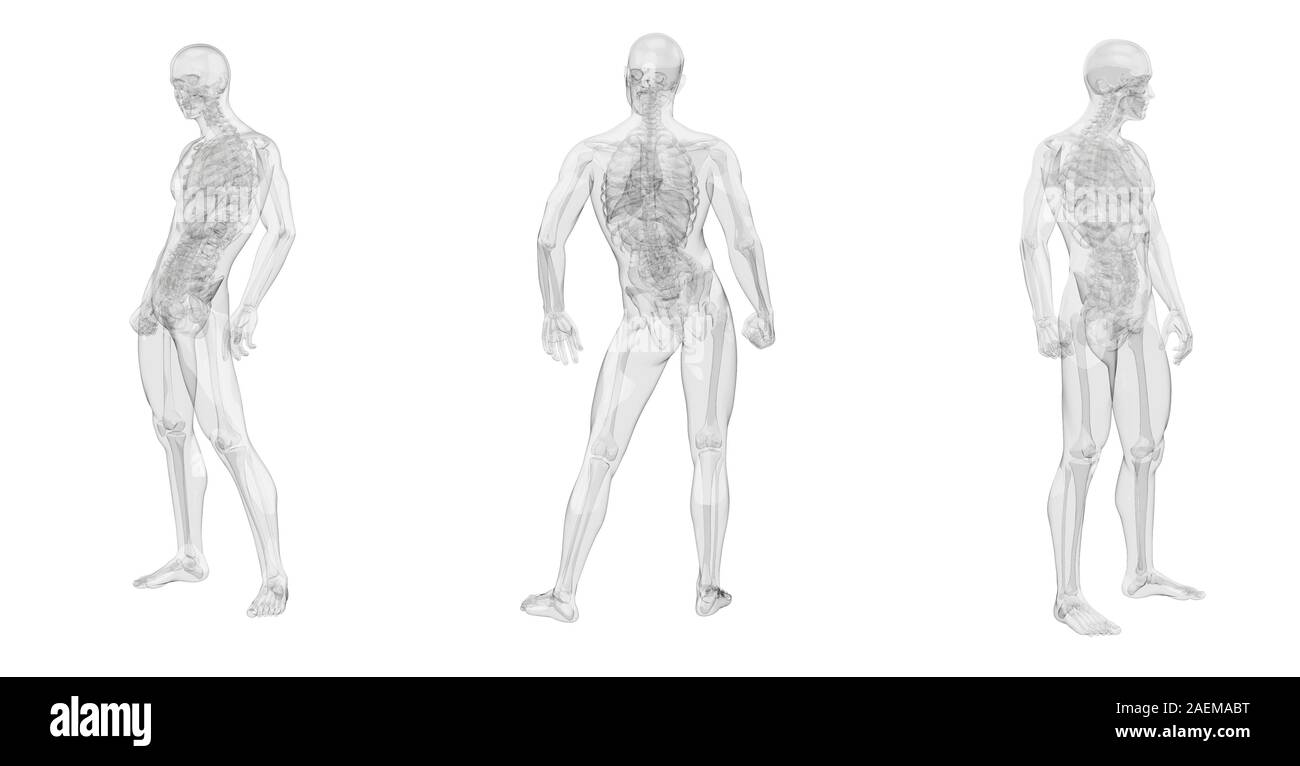 3D Rendering Illustration der menschlichen Anatomie Stockfoto