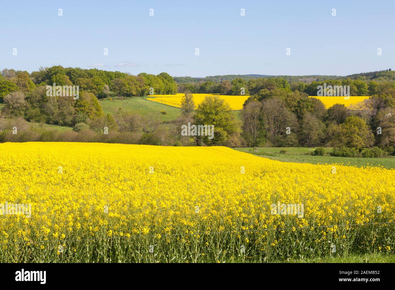 Gelbe Raps, Raps- und Rübsenöl oder Raps Felder in der Creuse, Nouvelle-Aquitaine, Frankreich im Frühjahr gewachsen, wie Futtermittel, Biokraftstoffen und für Öl Stockfoto