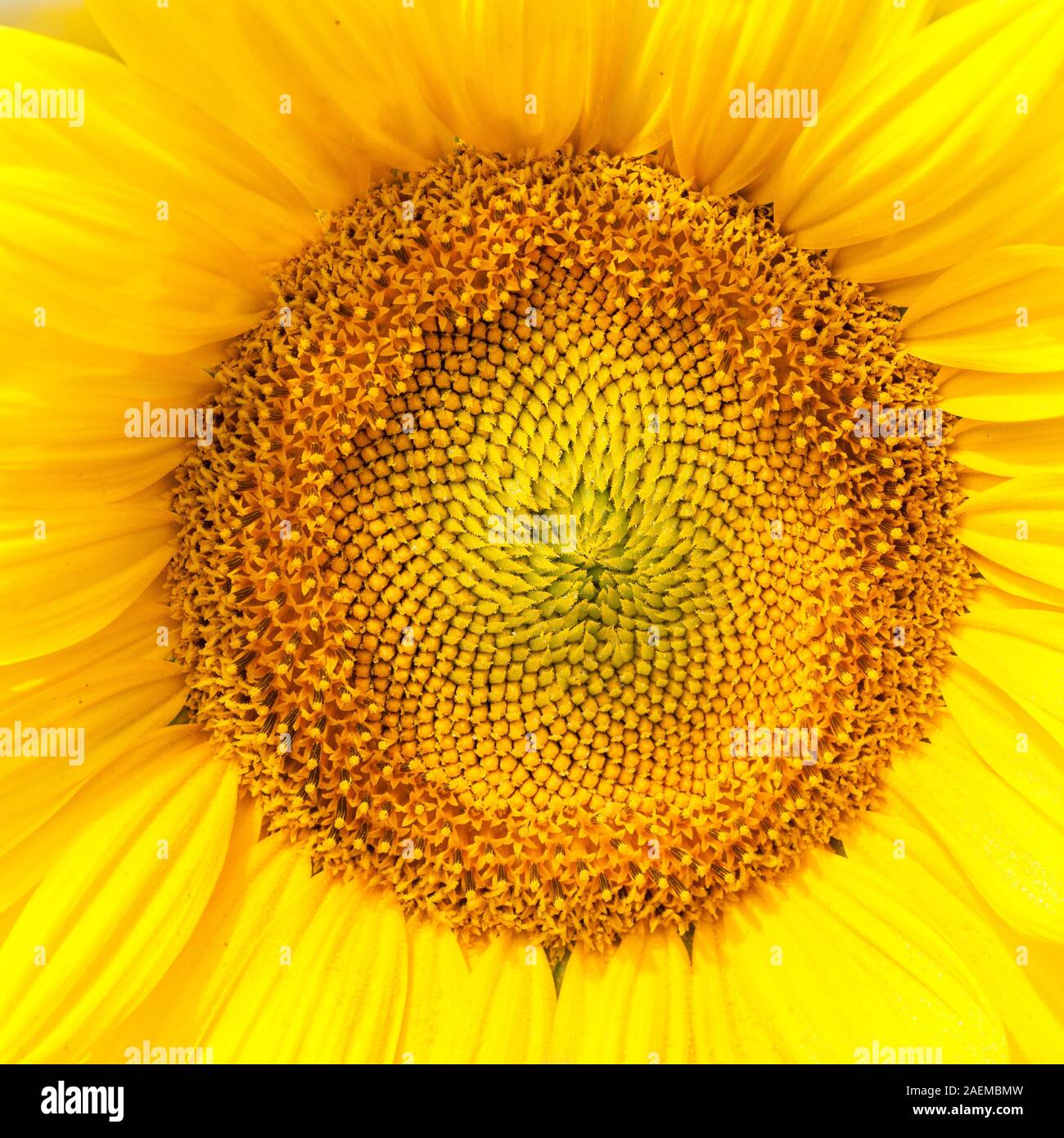 Sonnenblume, Helianthus, im Frühjahr für die Ölreichen Samen angebaut, die als Viehfutter und als Biokraftstoff Nahaufnahme Detail von der Mitte der Blüte Stockfoto