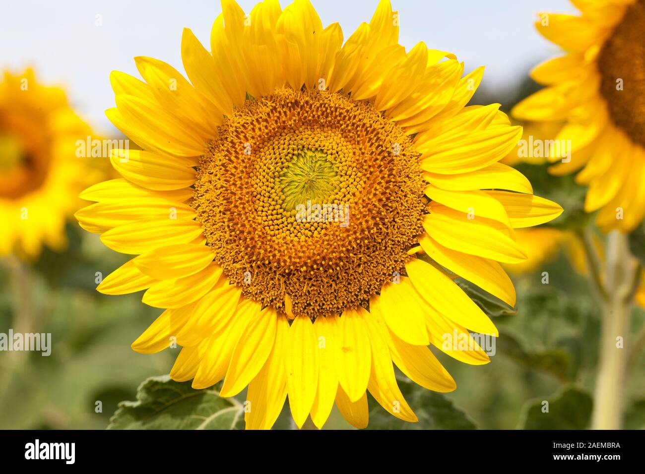 Sonnenblume, Helianthus, im Frühjahr für die Ölreichen Samen angebaut, die als Viehfutter und als Biokraftstoff, Fokus gelbe Blume in einem Feld in der Nähe Stockfoto