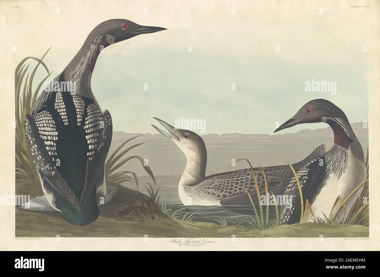 Robert Havell nach John James Audubon, Black-throated Diver, 1836, Black-throated Diver; 1836 Datum Stockfoto