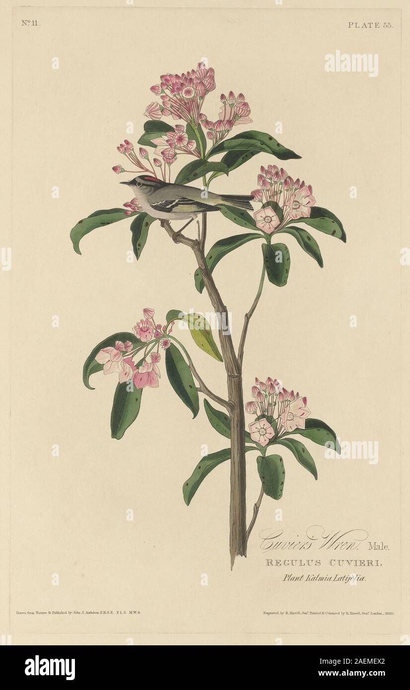 Dieser Druck von Robert Havell nach John James Audubon aus dem Jahr 1829 zeigt Cuviers Wren auf einem Ast, zeigt detailliertes braunes und weißes Gefieder, kleine Größe, kurzen Schnabel und aufrechte Haltung in einer natürlichen Umgebung. Stockfoto