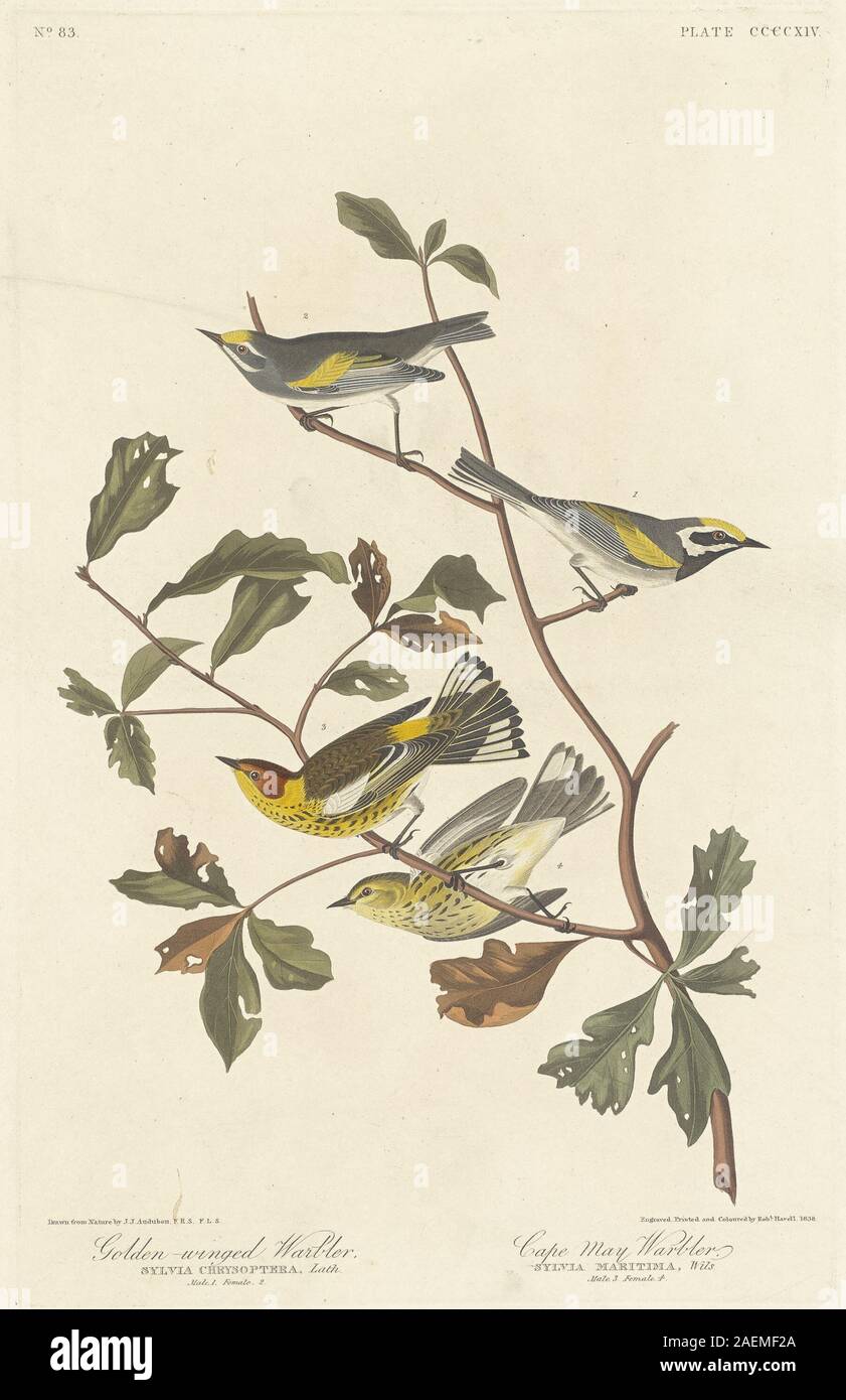 Robert Havell nach John James Audubon, Golden-winged Warbler und Cape May Warbler, 1838, Golden-winged Warbler und Cape May Warbler; 1838 Datum Stockfoto