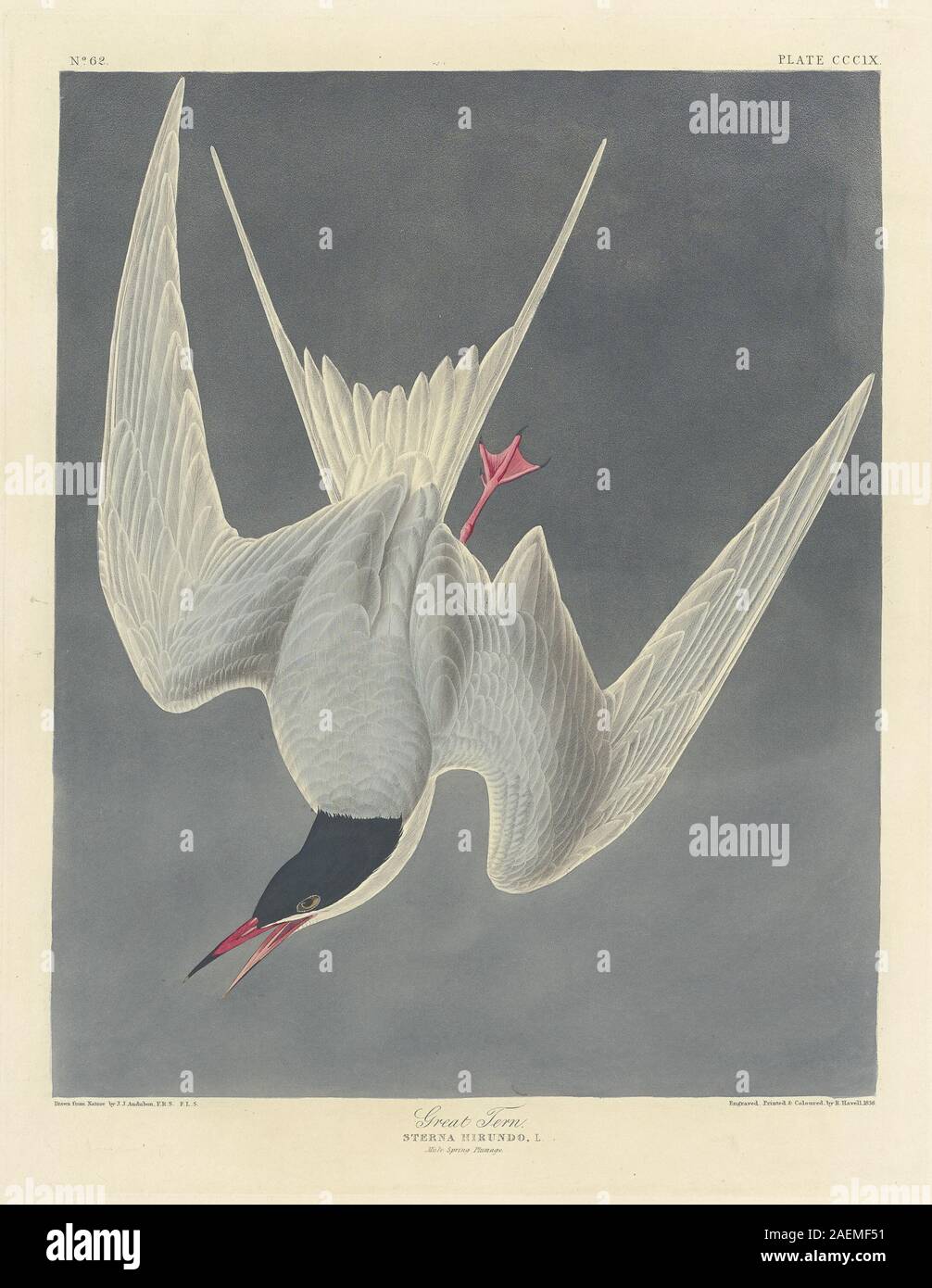 Robert Havell nach John James Audubon, Großer Stern, 1836, tolle Tern; 1836 Datum Stockfoto