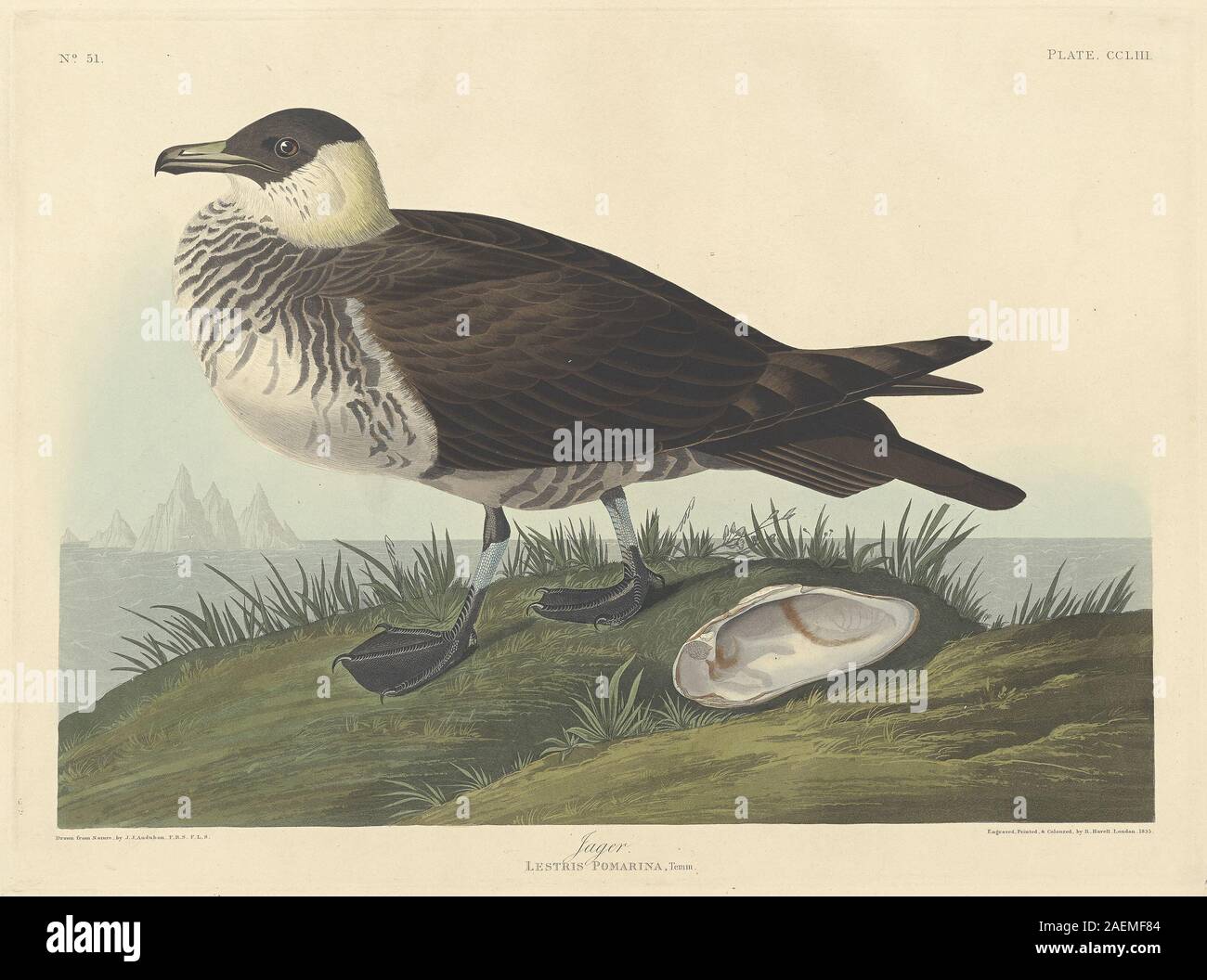 Robert Havell nach John James Audubon, Jager, 1835, Jager; 1835 Datum Stockfoto
