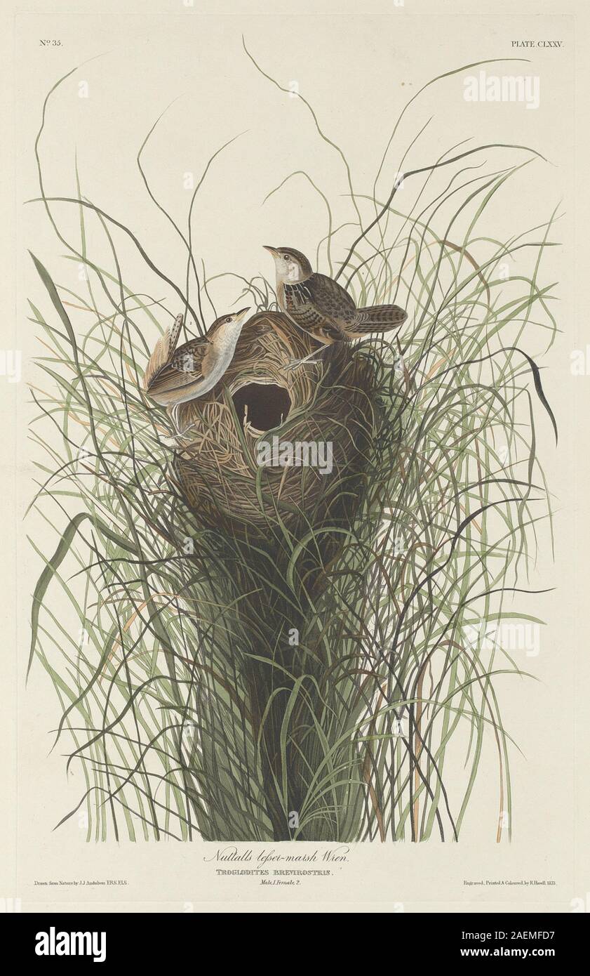 Nuttalls kleiner Marsh Wren von Robert Havell nach John James Audubon, 1833, zeigt einen kleinen Sumpfvogel mit braunem und weiß gestreiftem Gefieder, der zwischen Schilf thront und detaillierte Federn, Haltung und Feuchtgebiete in Illustrationsform zeigt. Stockfoto