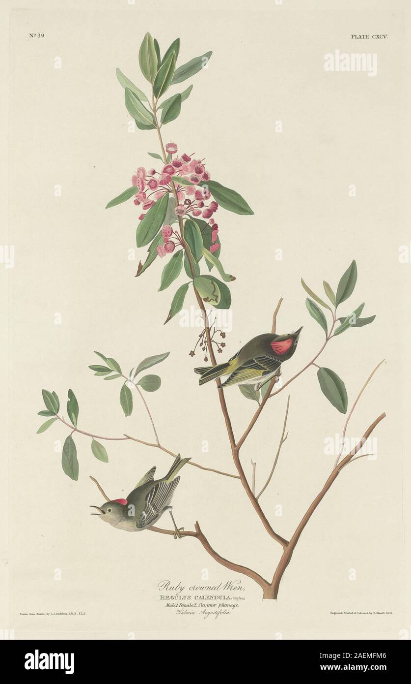 Dieser Stich von Robert Havell aus dem Jahr 1834 nach John James Audubon zeigt einen Wren mit Rubinkrone, der Gefieder, Schnabel, Flügel, Schwanz, Beine und naturalistische Posen in einem nordamerikanischen Waldhabitat. Stockfoto