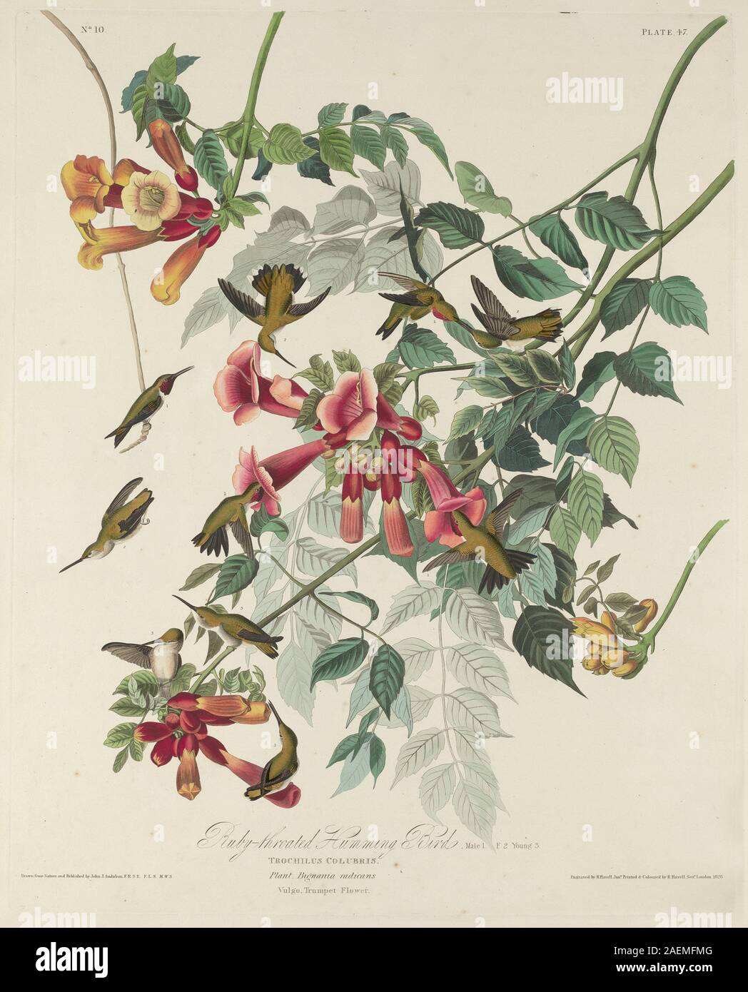 Robert Havell nach John James Audubon, Ruby-throated Kolibris, 1828, Ruby-throated Kolibris; 1828 Datum Stockfoto