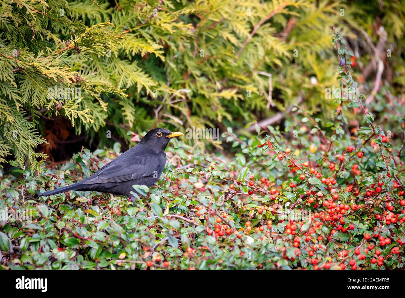 Männliche gemeinsamer Amsel, Turdus merula, auf Beere der Cotoneaster Pflanze im Winter Garten ohne Schnee Stockfoto