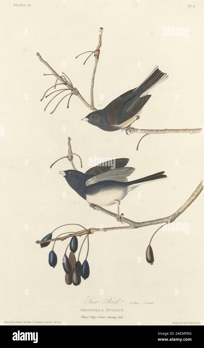 Robert Havell nach John James Audubon, Snow-Bird, 1827, Snow-Bird; 1827 Datum Stockfoto