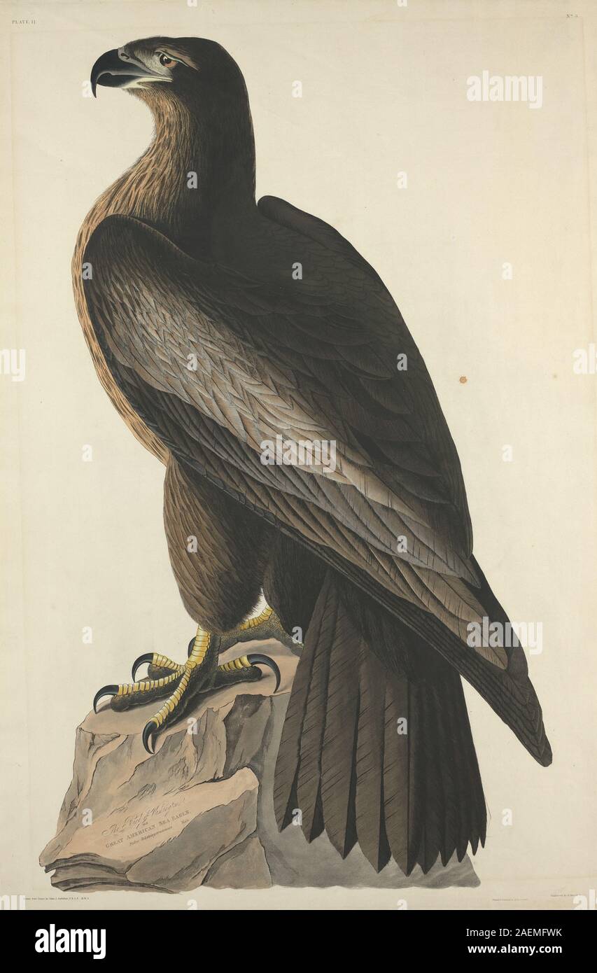 Robert Havell nach John James Audubon, der Vogel von Washington oder Great American Sea Eagle, 1827, Der Vogel von Washington oder Great American Sea Eagle; 1827 Datum Stockfoto