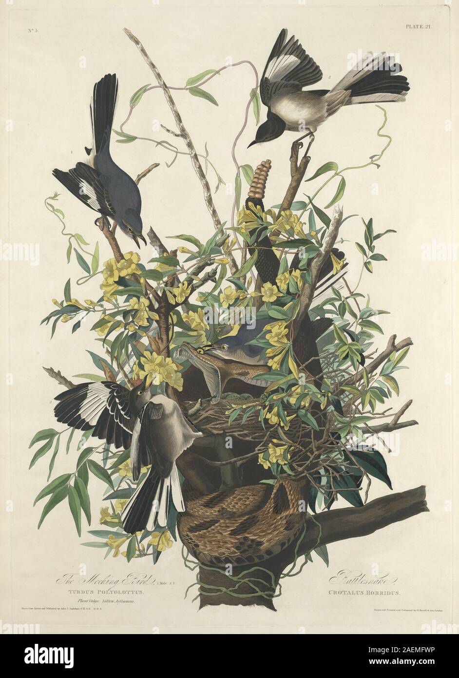 Robert Havell nach John James Audubon, der Mocking Bird, 1827, der Mocking Bird; 1827 Datum Stockfoto