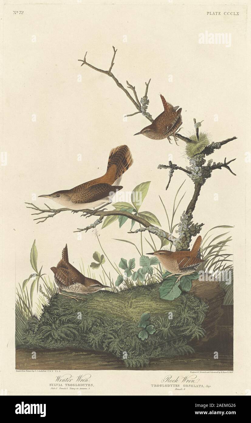 Illustration von Robert Havell nach John James Audubon, 1837, die einen Winter- und Felsenzauner mit detailliertem Gefieder, Schnabel, Beinen, Flügeln, Schwanz, Auge, Sitzhaltung und natürlicher Lebensraum. Stockfoto