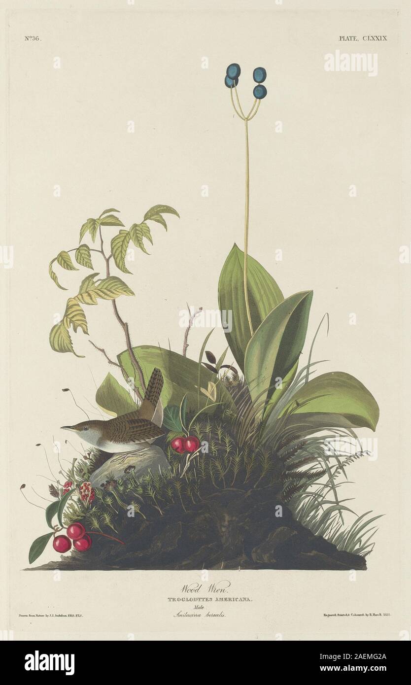 Illustration von Robert Havell nach John James Audubon, 1833, die den Holzzorn zeigt, mit Gefieder, Flügeln, Schnabel, Beinen, Haltung und Waldhabitat. Stockfoto