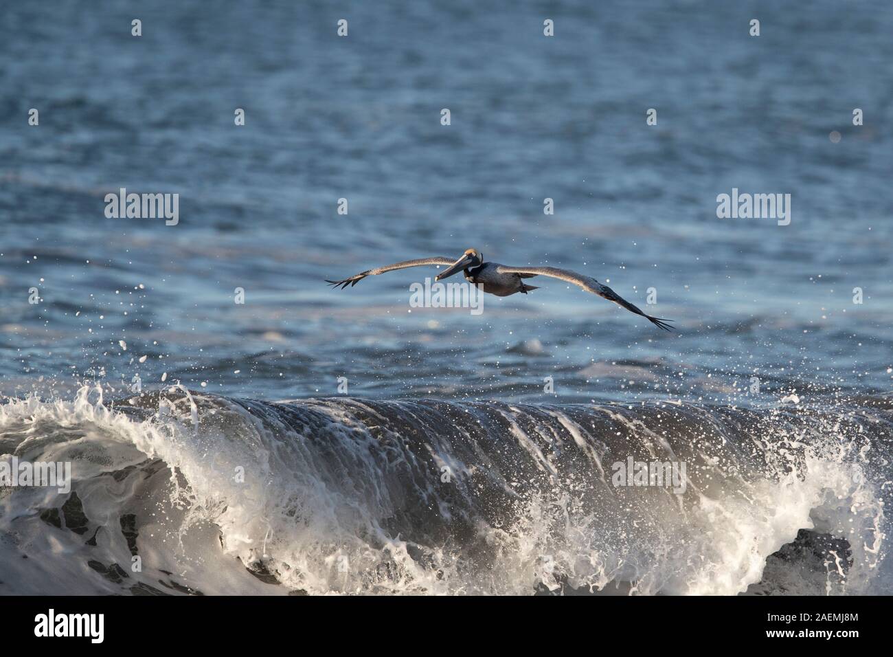 Brown pelican Gleiten über die Wellen Stockfoto