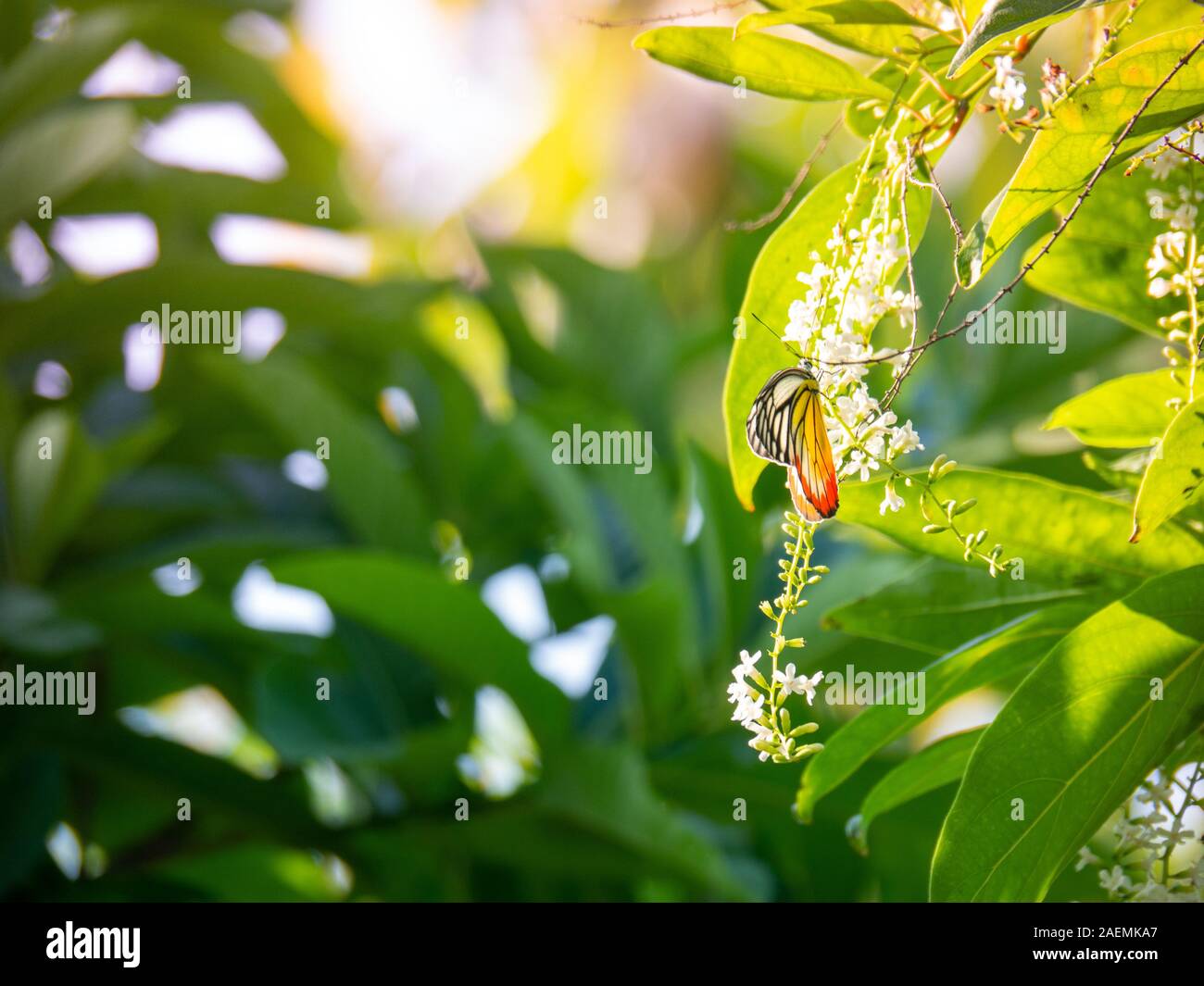 Chinesische Rose oder Citharexylum spinosum Linn., Blüten am Baum., Schmetterling auf einer Blume Stockfoto