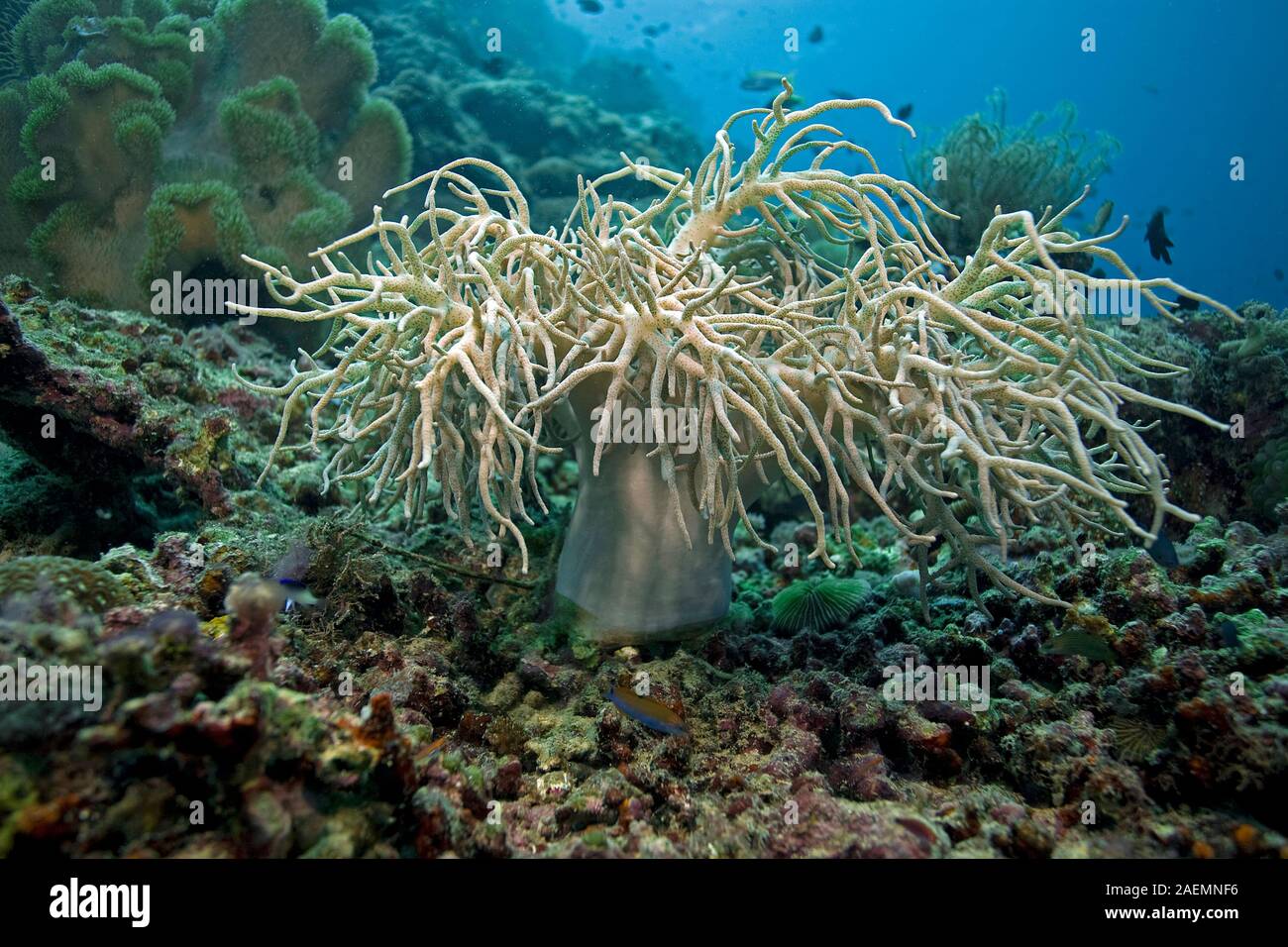 Sinularia flexibilis Coral (Leder) in einem Korallenriff, Moalboal, Cebu, Central Visayas, Philippinen Stockfoto