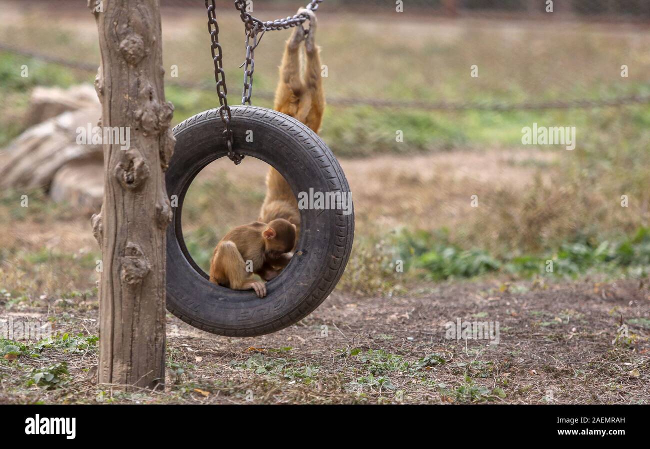 Baby Affen spielen auf einer Schaukel in Xingtai Zoo in Xingtai City, North China Provinz Hebei, 16. November 2019. Stockfoto