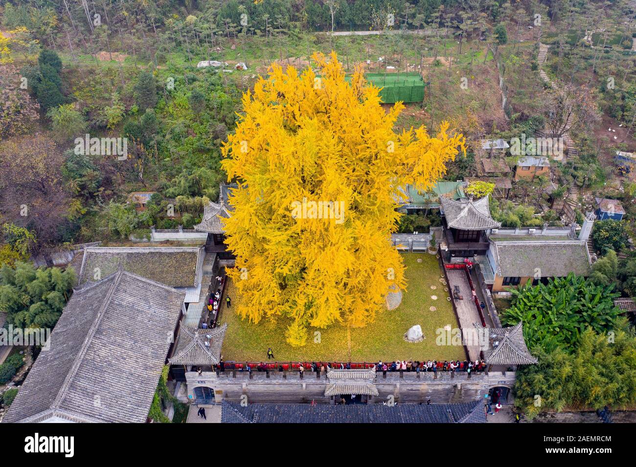 Die 1400 zweitausend Jahre alten ginkgo Baum, von Kaiser Taizong der Tang, oder Li Shimin, der zweite Kaiser von der Tang Dynastie Chinas gepflanzt zeichnet visito Stockfoto