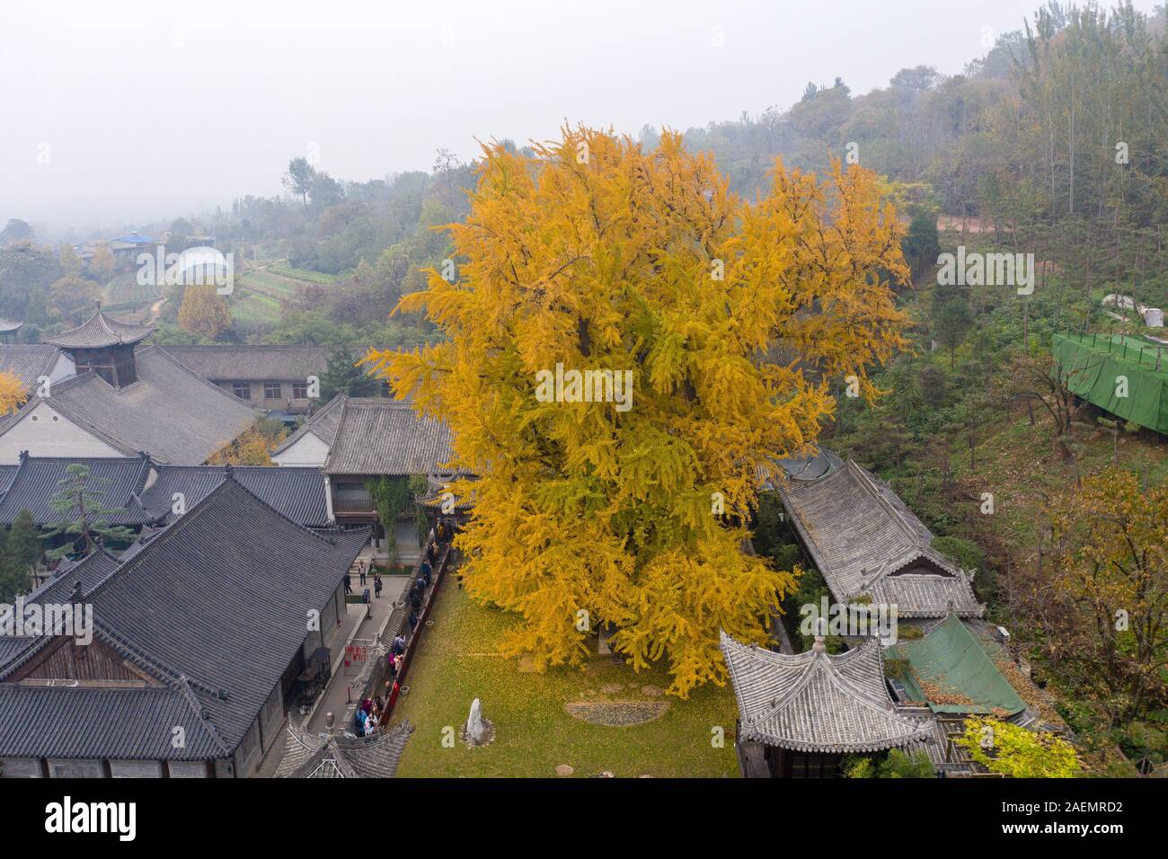 Die 1400 zweitausend Jahre alten ginkgo Baum, von Kaiser Taizong der Tang, oder Li Shimin, der zweite Kaiser von der Tang Dynastie Chinas gepflanzt zeichnet visito Stockfoto