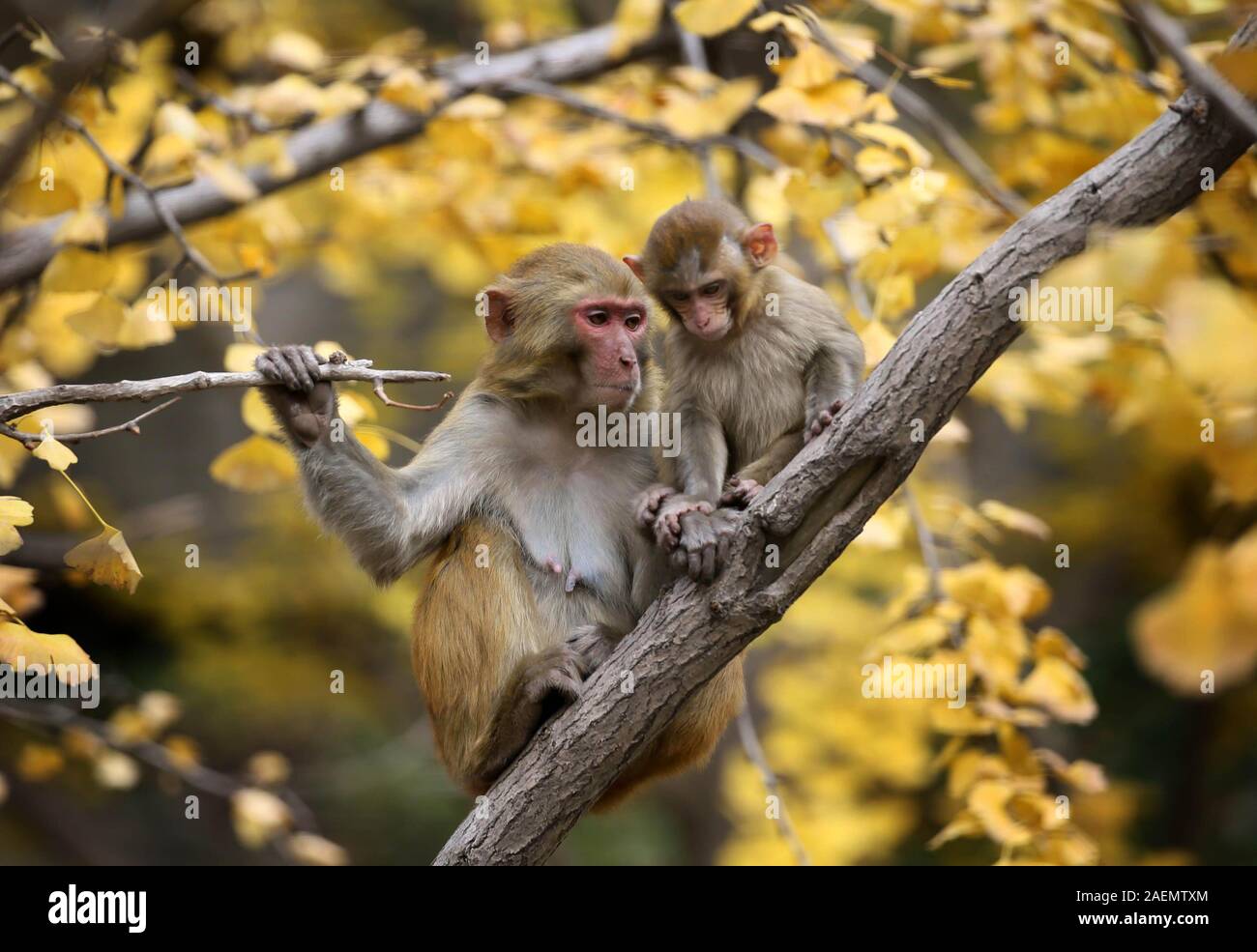 Ein Affe Mutter kümmert sich um Ihr Kind in einen Baum, dessen Blätter Gelb im Herbst in Lanzhou City kommt, der ostchinesischen Provinz Jiangsu, 17 Nove Stockfoto