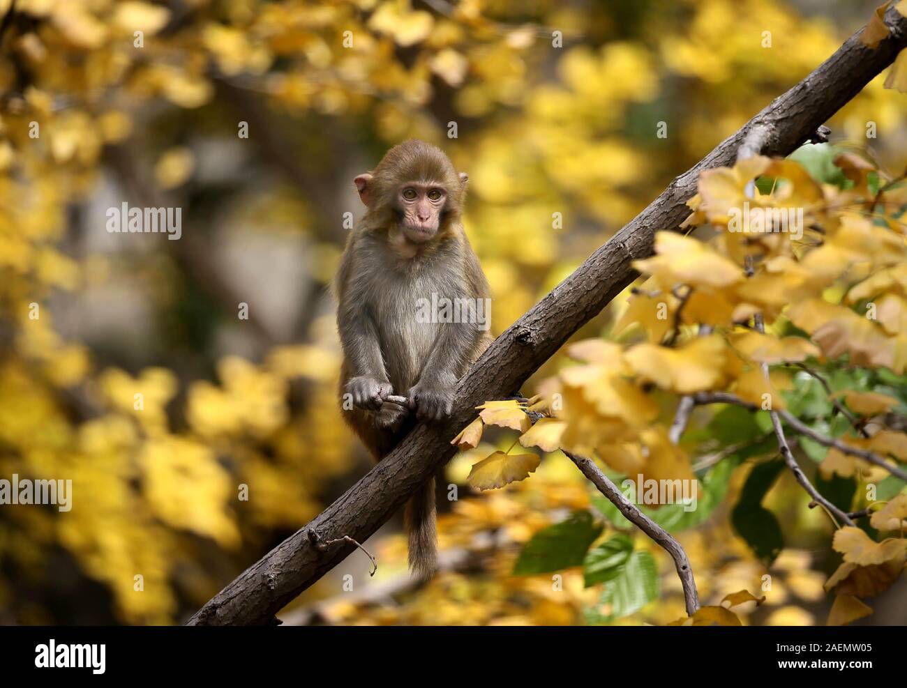 Ein Affe steht in einem Zweig eines Baumes, dessen Blätter Gelb im Herbst in Lanzhou City kommt, der ostchinesischen Provinz Jiangsu, 17. November 2019. * Stockfoto