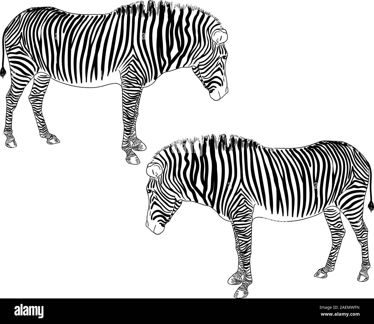 Zwei Zebras. Vektor-Illustration. Stock Vektor