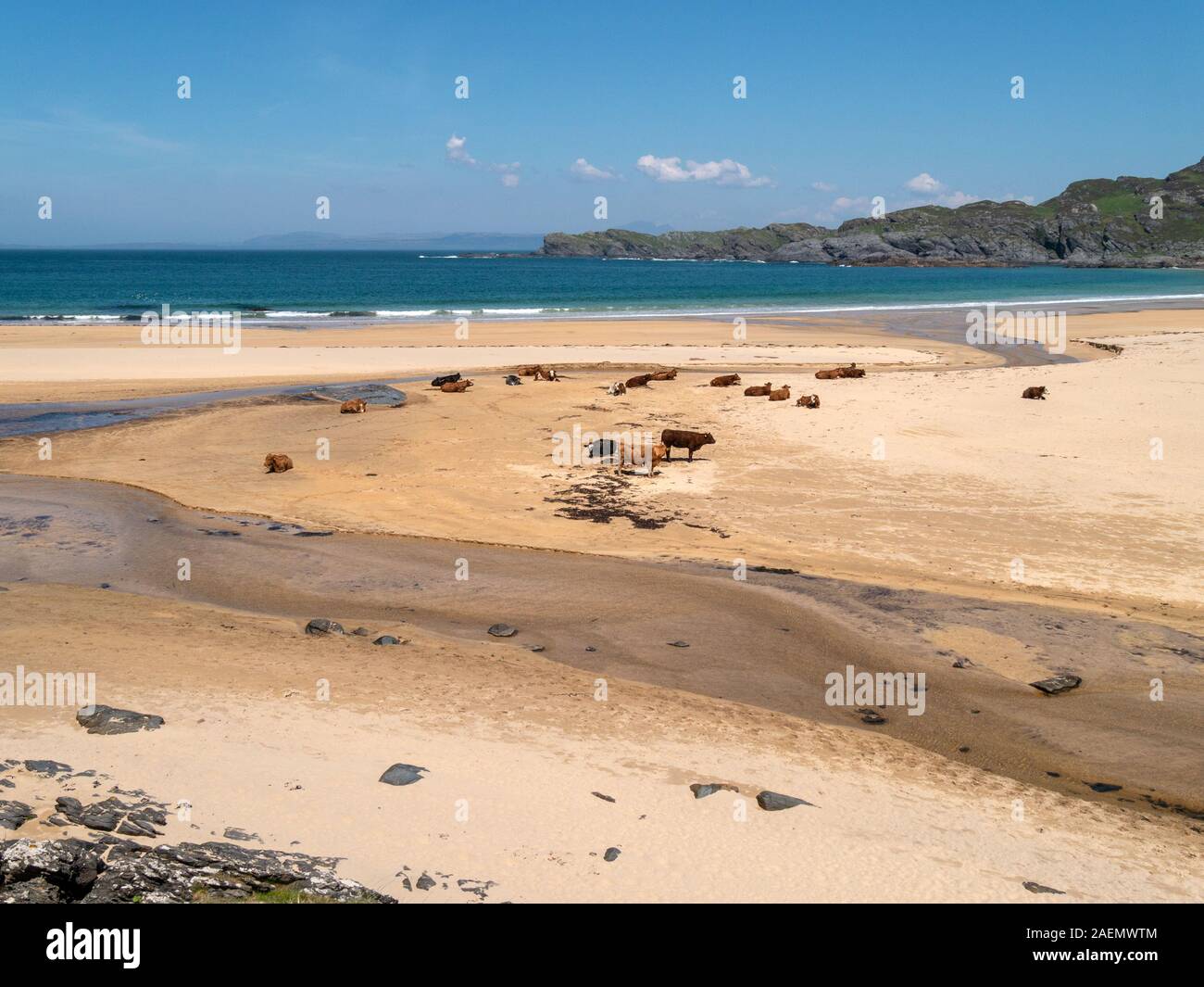 Kühe und Kälber auf schottischen Strand, Kiloran, Insel Colonsay, Schottland, Großbritannien Stockfoto