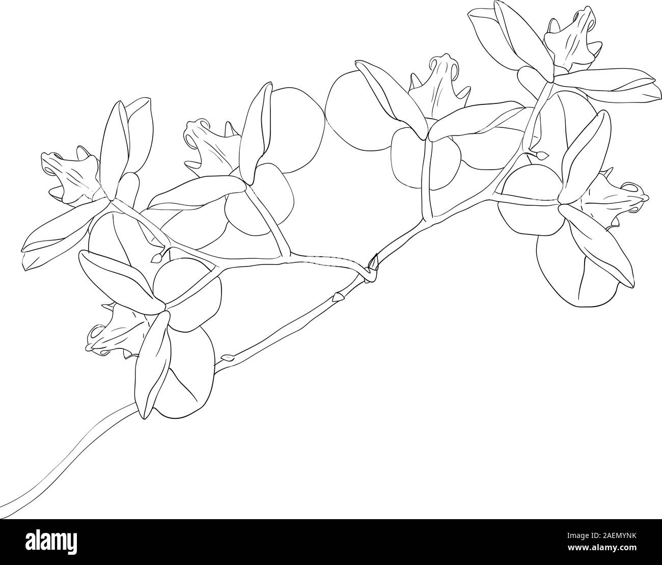 Vektor-Illustration der Orchidee Blume auf weißem Hintergrund Stock Vektor