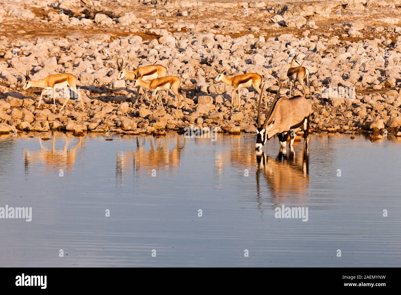 Oryx Trinkwasser, am Wasserloch, Etosha Nationalpark, Salzpfanne, Namibia, Afrika Stockfoto