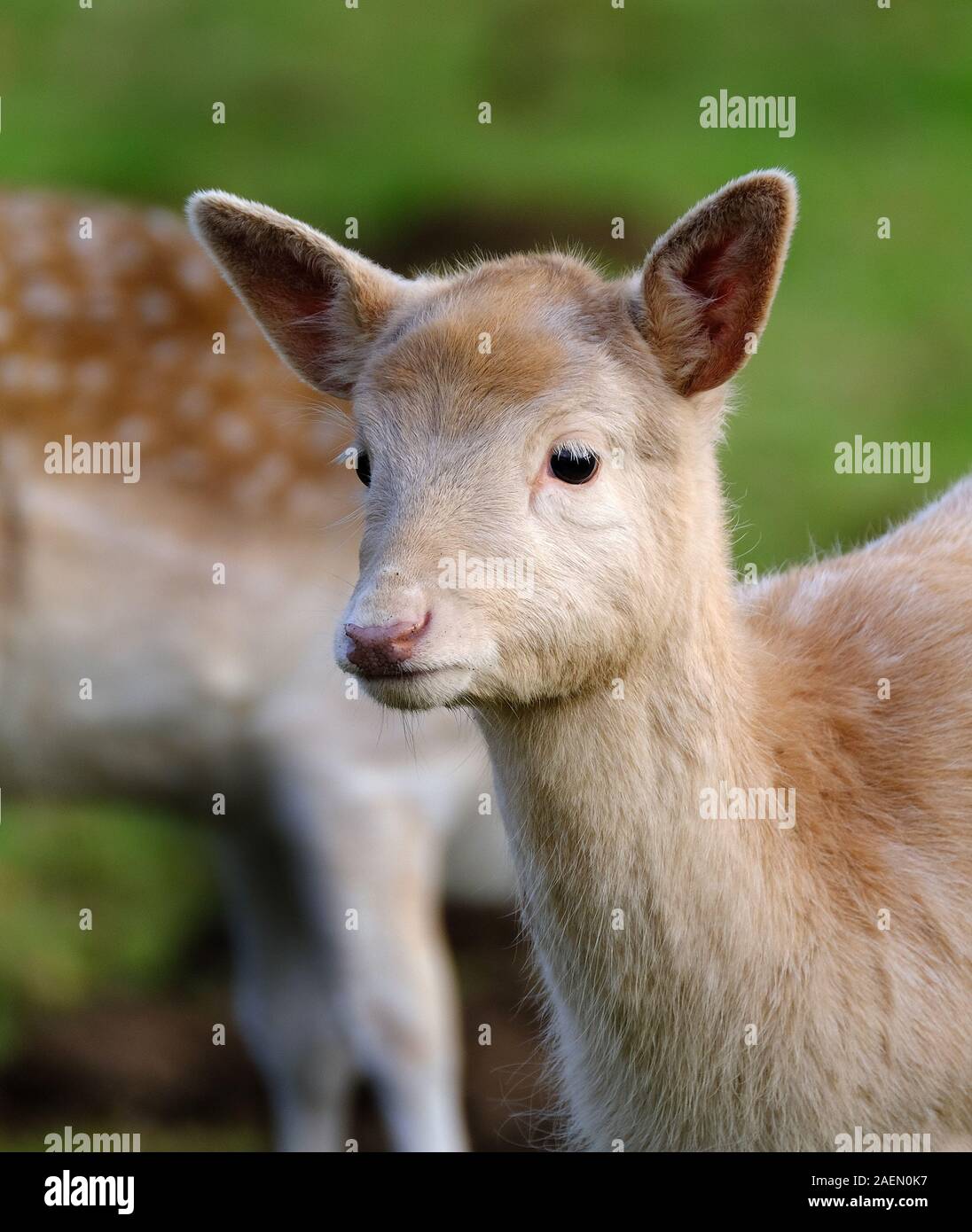 Junge Damwild in Parkland zu Herrenhaus befestigt. Stockfoto