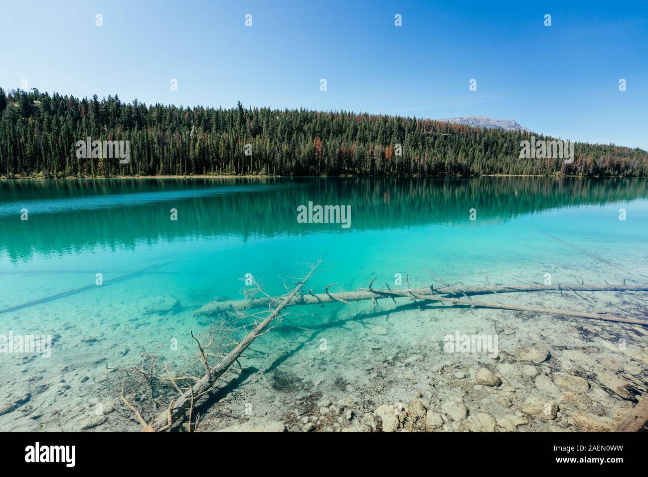 Türkisfarbene See, Tal der fünf Seen, Jasper National Park, in den Bergen, Alberta, Kanada Stockfoto