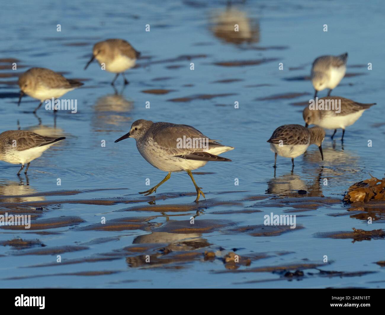 Knoten Calidris Canutus mit Dunlins Waten in Küstengebieten, Pool Stockfoto