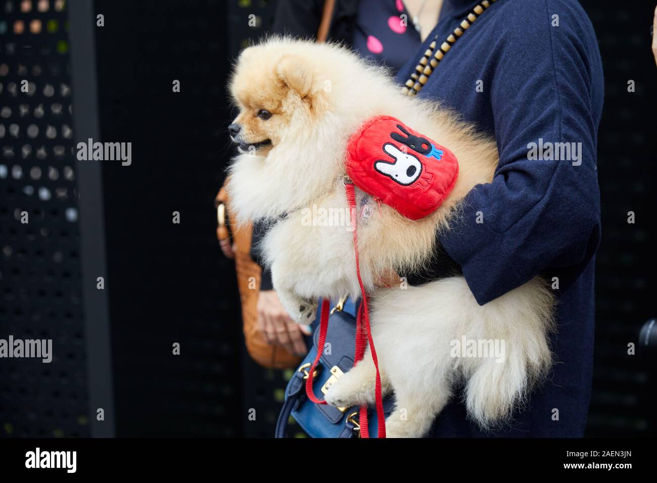 Mailand, Italien - 22. SEPTEMBER 2019: Frau mit pomeranian Hund mit roten  Rucksack vor Gucci fashion show, Mailand Fashion Week street style  Stockfotografie - Alamy