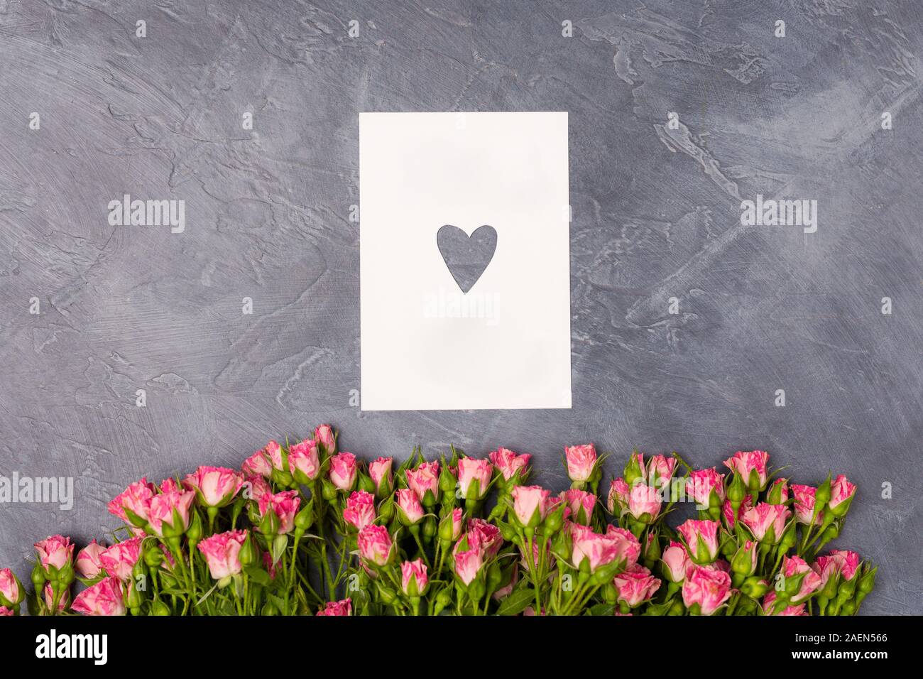 Rosa Rosen und Geschenk weiße Karte mit Herz auf grauem Hintergrund der Frau des Tages Mutter Valentinstag Konzept Stockfoto