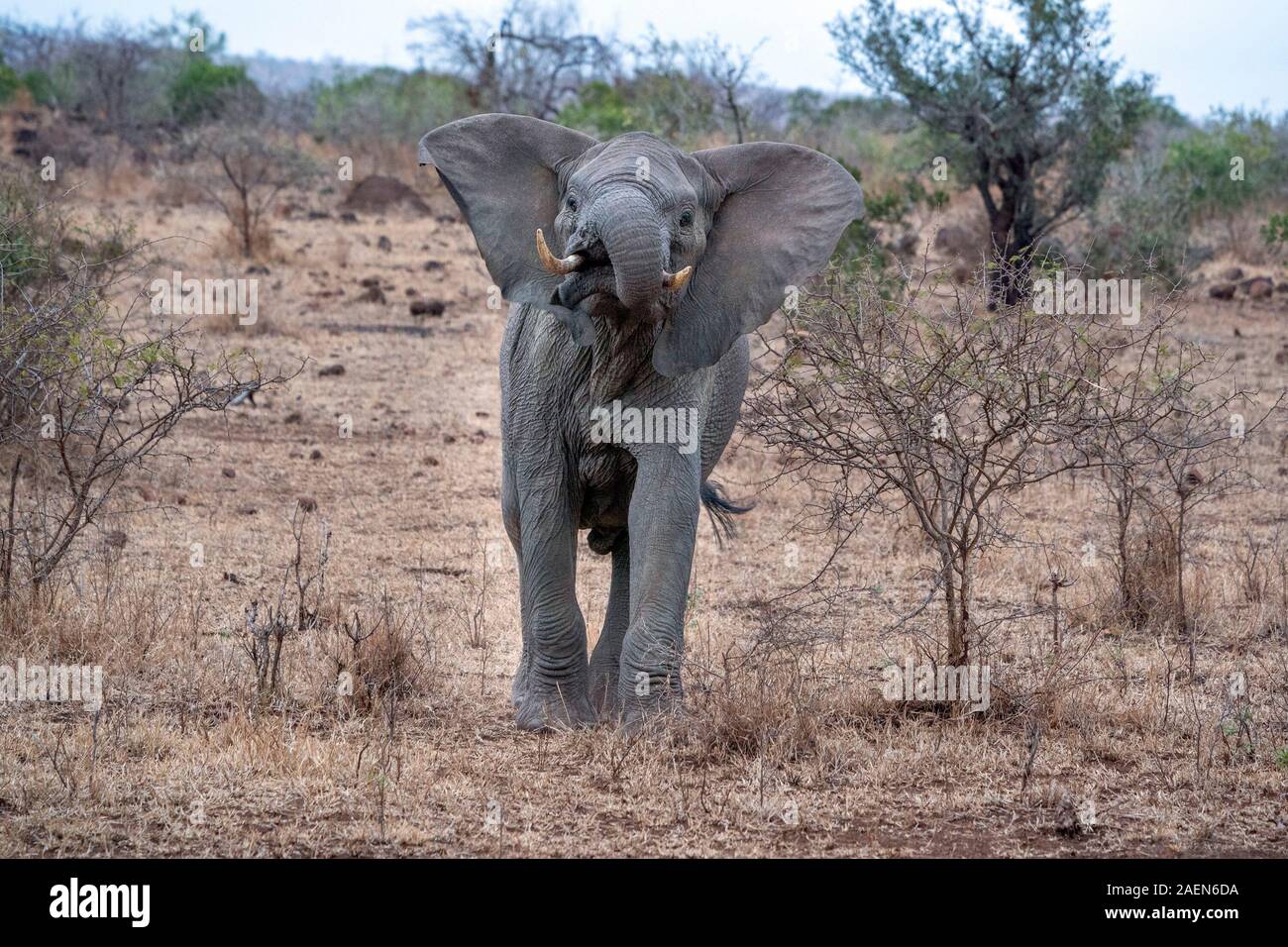Ohren Elefant im Kruger Park Südafrika bereit, kostenlos an Sie einschüchternd Stockfoto